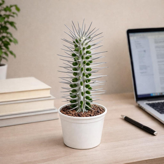 Alternate angle — Tall Succulent Plant | Cacti Nest