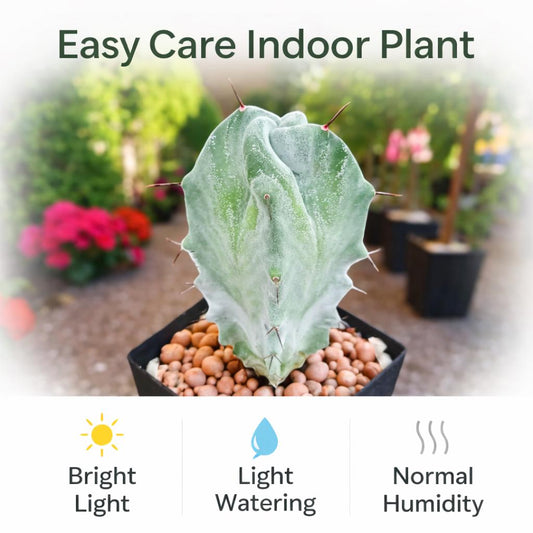 Alternate Angle of Red Thorn Cactus Live Plant, Unique Indoor Succulent, Easy Care Desert Houseplant Gift, Small Potted Cactus Décor, highlighting its cactus look and listing presentation