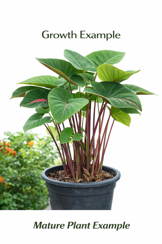Alternate Angle of Black Velvet Pink Leaf Plant Starter, Rooted Corm Bulb Indoor Plant, Easy Care Houseplant Starter, Grow Your Own Plant Gift, highlighting its houseplant look and listing presentation