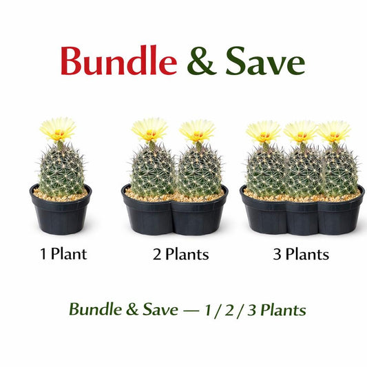 Alternate Angle of Mini Flowering Star Cactus, Indoor Succulent Plant, Easy Care Desert Cactus, Small Potted Houseplant, Unique Desk Decor Gift Plant, highlighting its cactus look and listing presentation