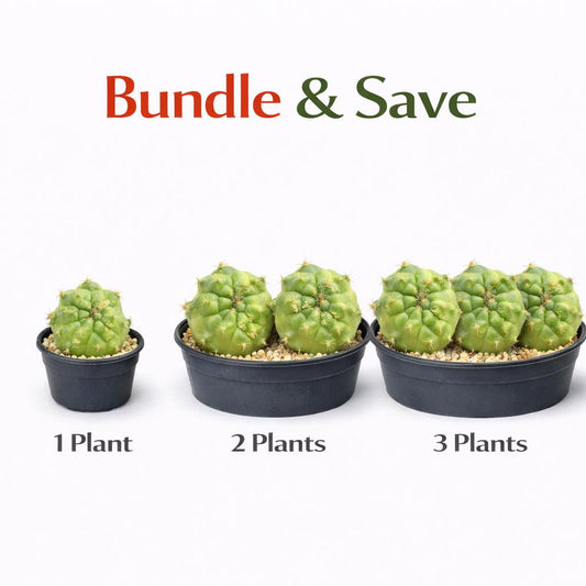 Alternate Angle of Flowering Round Cactus Live Plant, Mini Indoor Succulent, Easy Care Houseplant Gift, Small Potted Desert Plant, Desk Decor, highlighting its cactus look and listing presentation