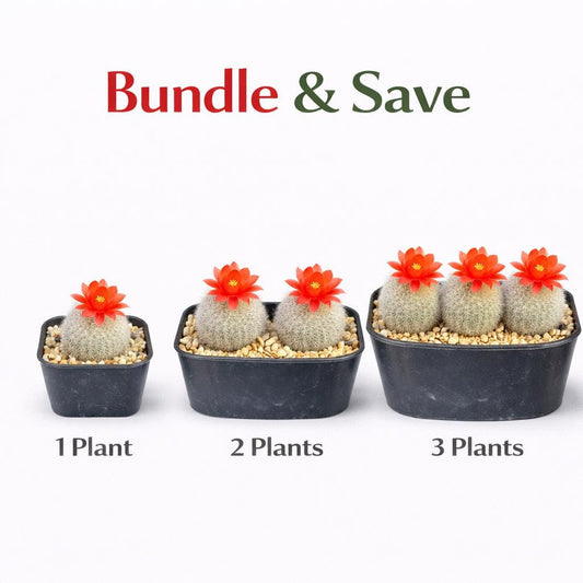 Alternate Angle of Silver Box Flowering Cactus, Mini Indoor Succulent Plant, Blooming Desert Houseplant, Easy Care Desk Decor, Unique Gift Plant, highlighting its cactus look and listing presentation
