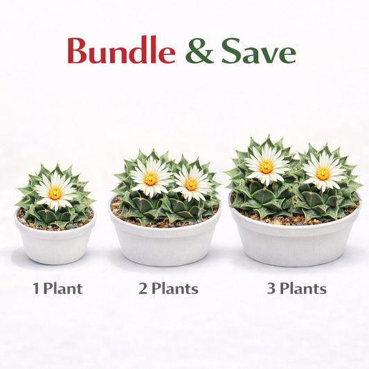 Alternate Angle of Colorful Mini Cactus Live Plant, Small Indoor Succulent, Easy Care Desk Plant, Unique Houseplant Gift, Cute Mini Potted Cactus Decor, highlighting its cactus look and listing presentation