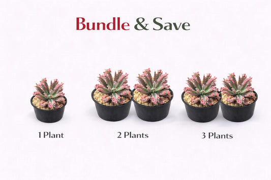 Alternate angle — Pink Butterfly Succulent Live Plant | Cacti Nest