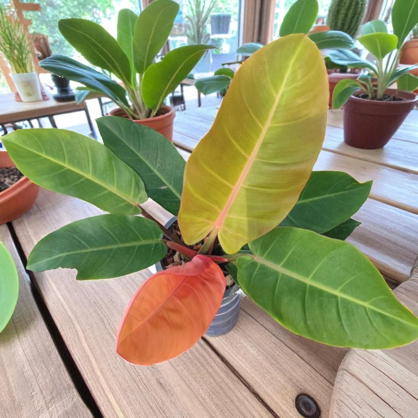 melinonii philodendron