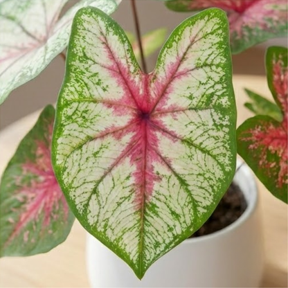 Alt Tag: Caladium bicolor Angel Wings indoor houseplant with vibrant pink and white heart-shaped leaf and green edges in pot