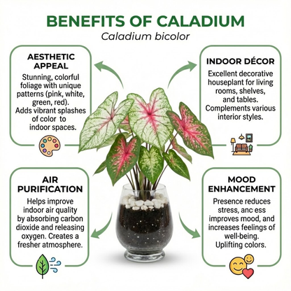 Caladium bicolor Angel Wings indoor houseplant benefits infographic featuring vibrant pink and white foliage for indoor decor, air purification, mood boost