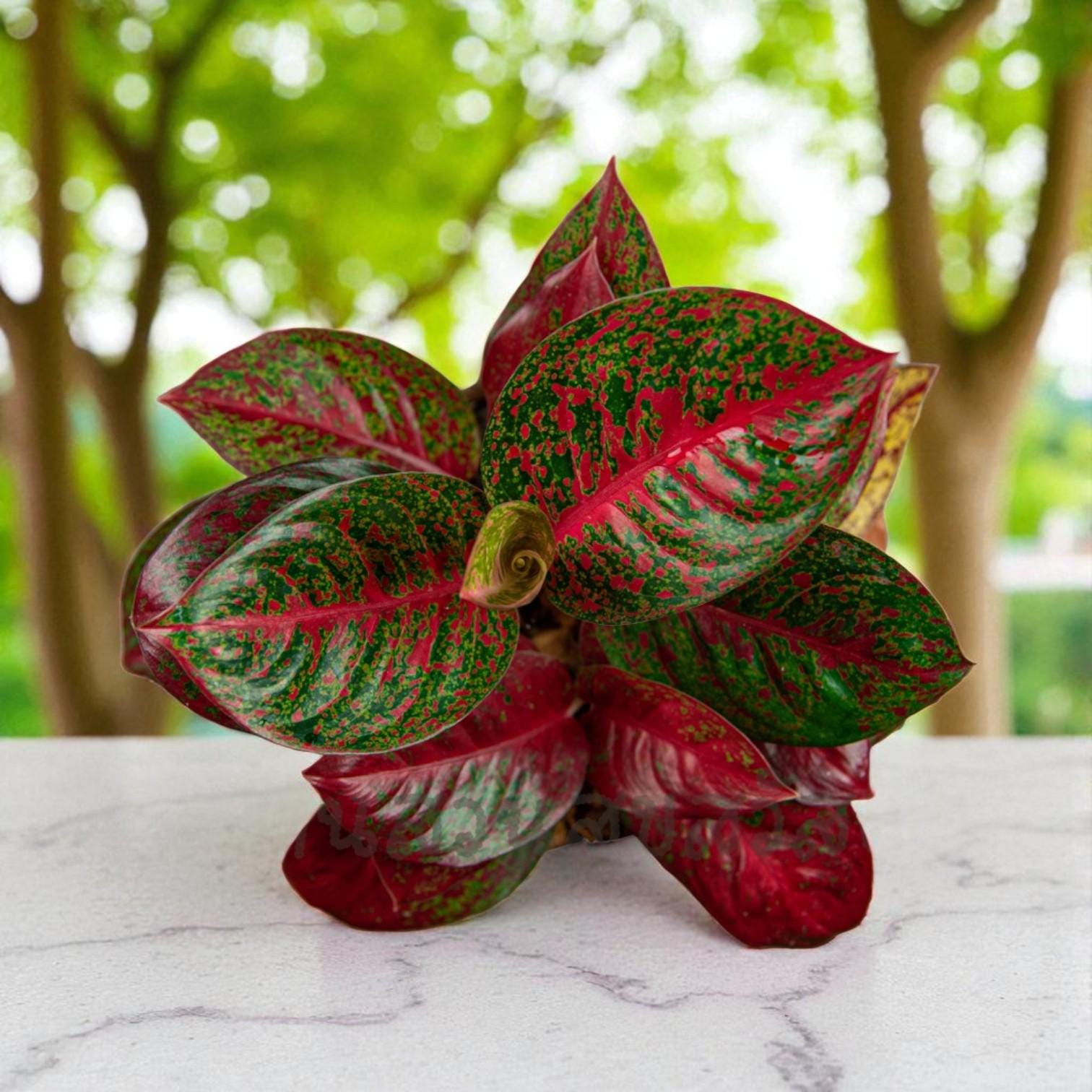 Aglaonema Plant