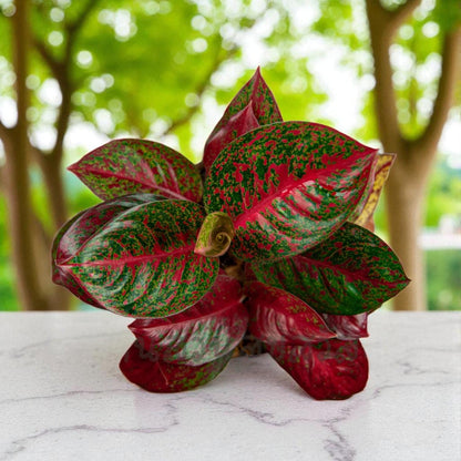 Aglaonema Plant