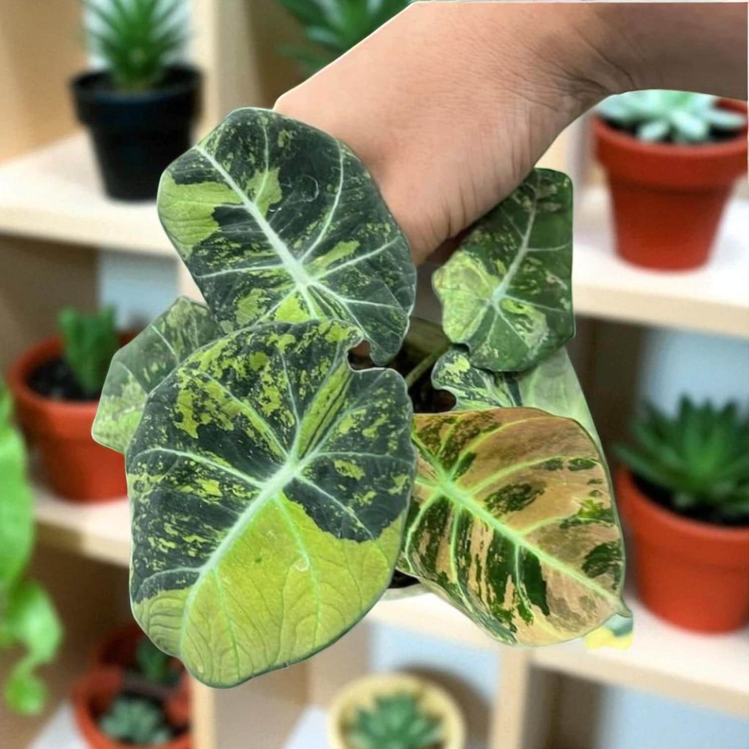 Alocasia Black Velvet
