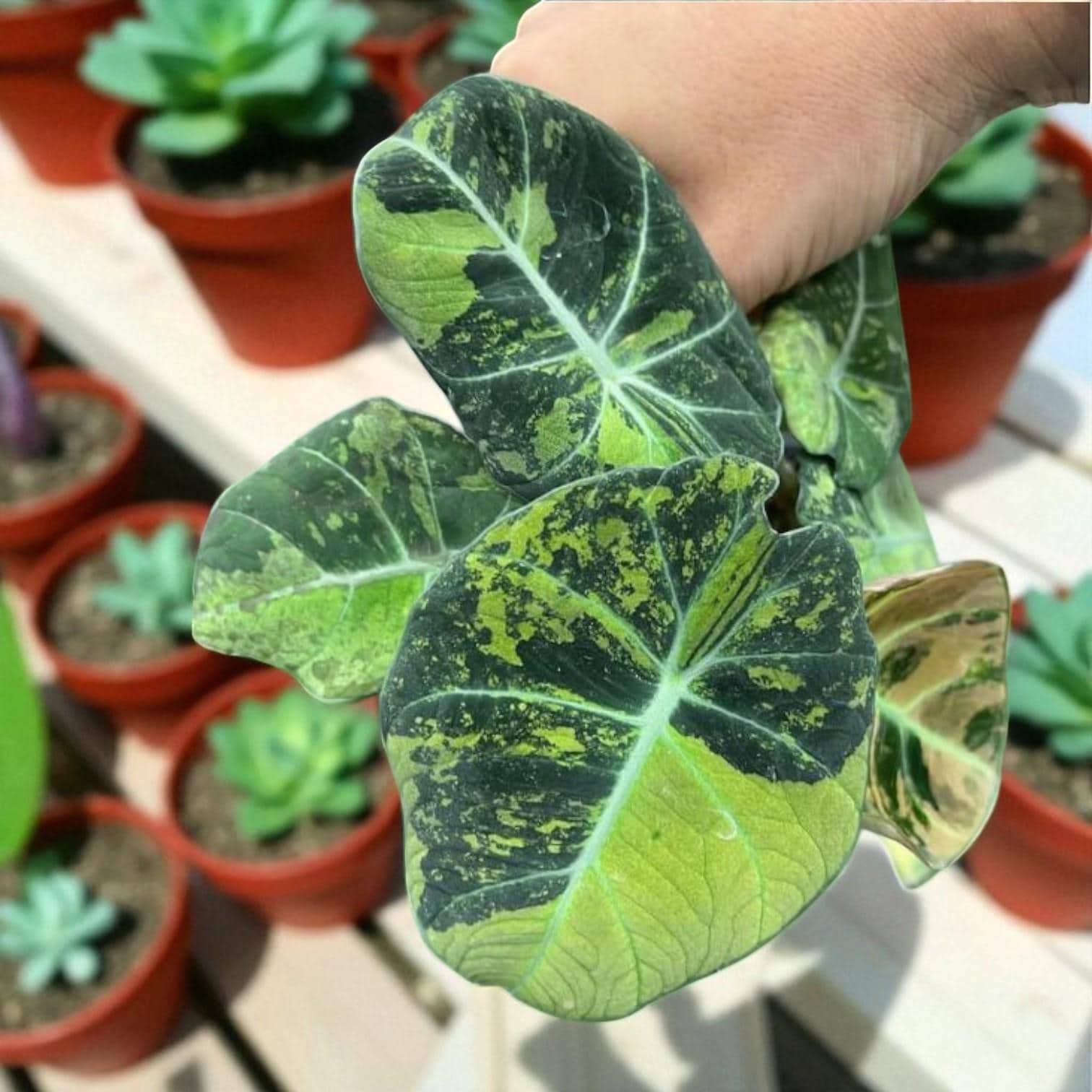 Alocasia Black Velvet Variegated