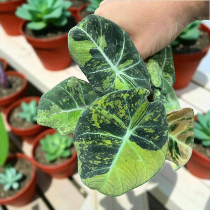 Alocasia Black Velvet Variegated