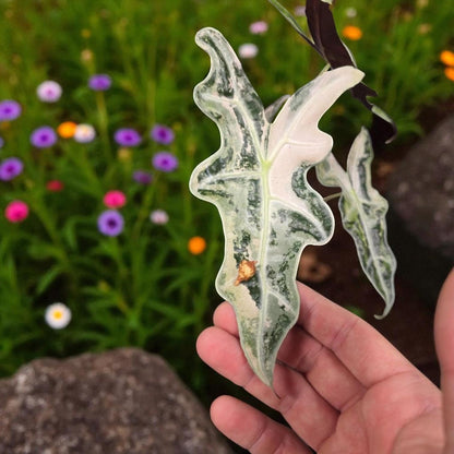 Alocasia Nobilis 