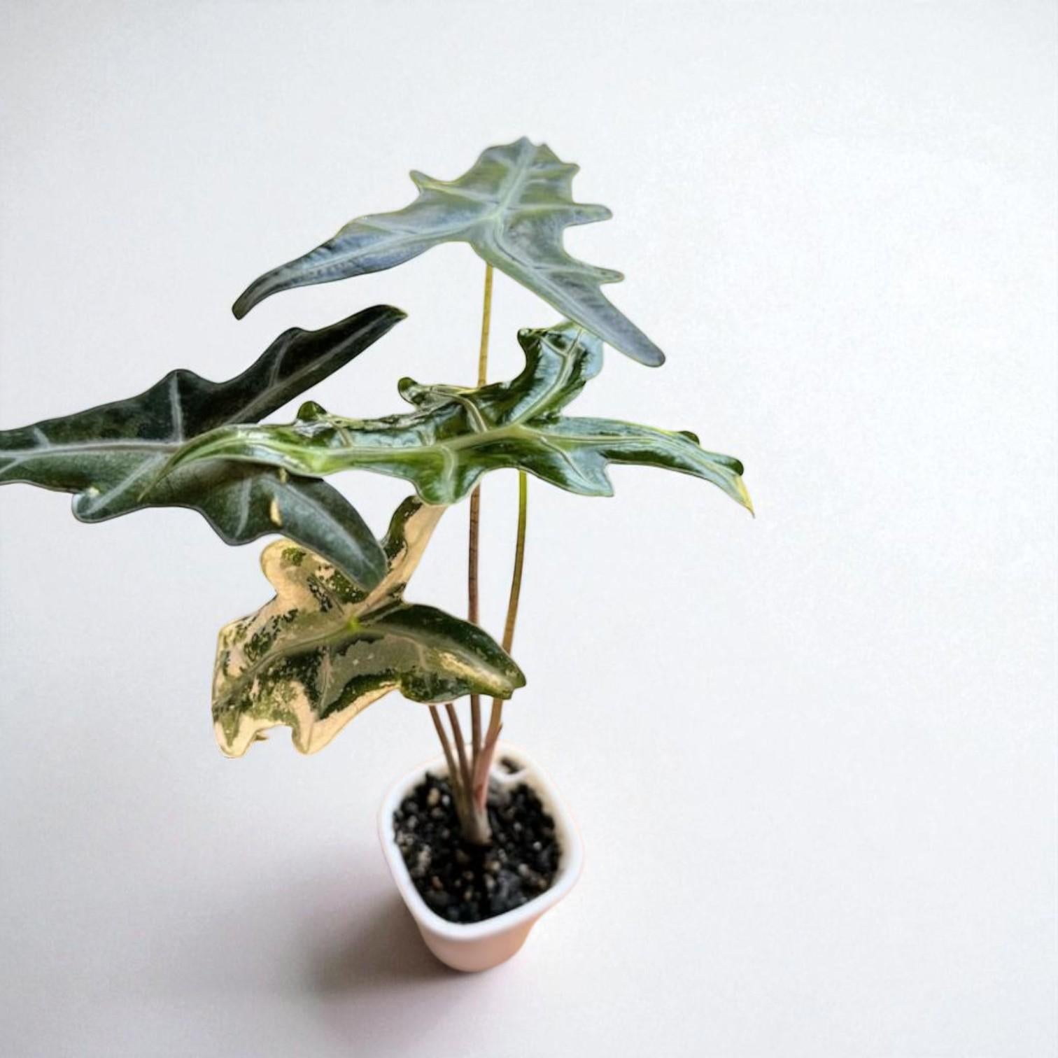 Alocasia Nobilis Pink