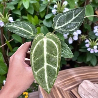 Anthurium Crystallinum
