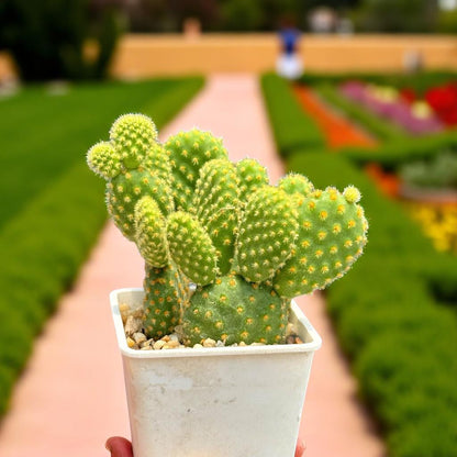 Bunny Ears Cactus 