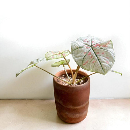 Caladium 