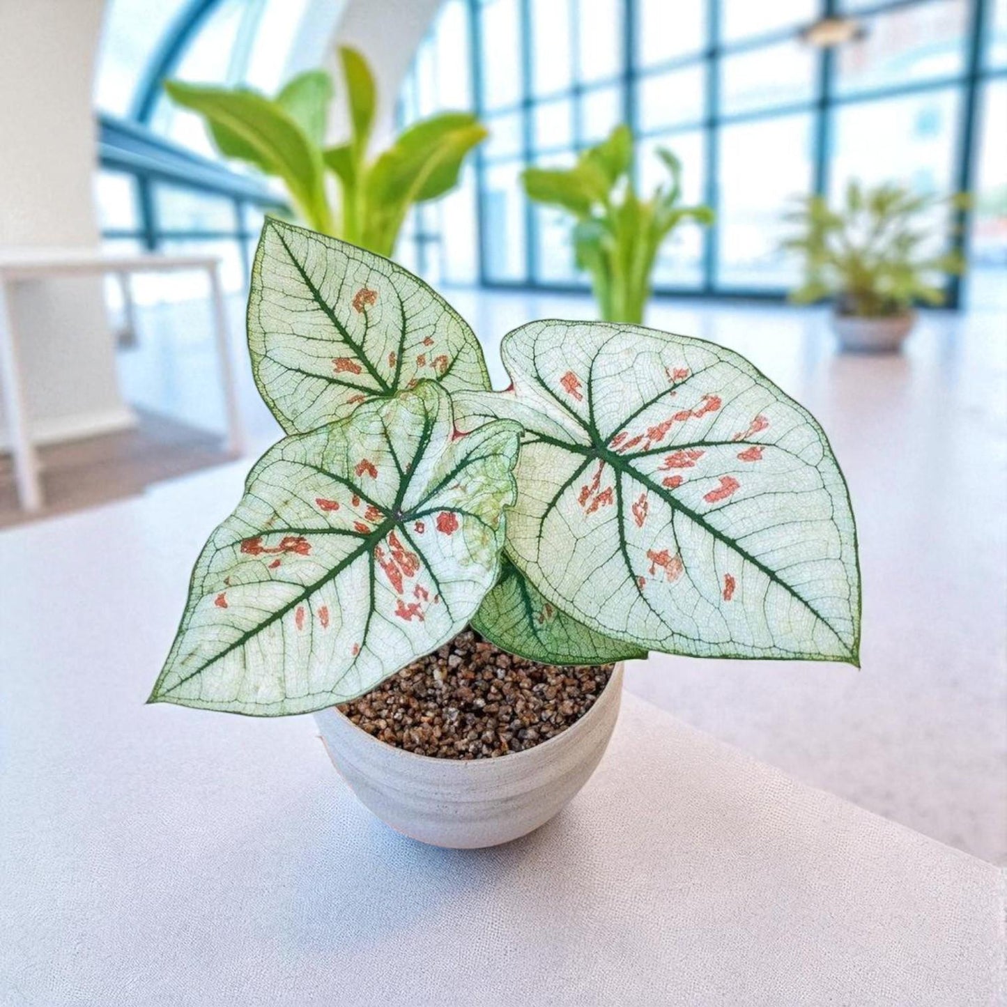 Caladium Plant