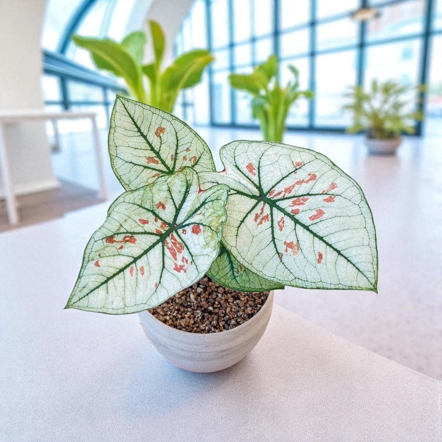 Caladium Plant