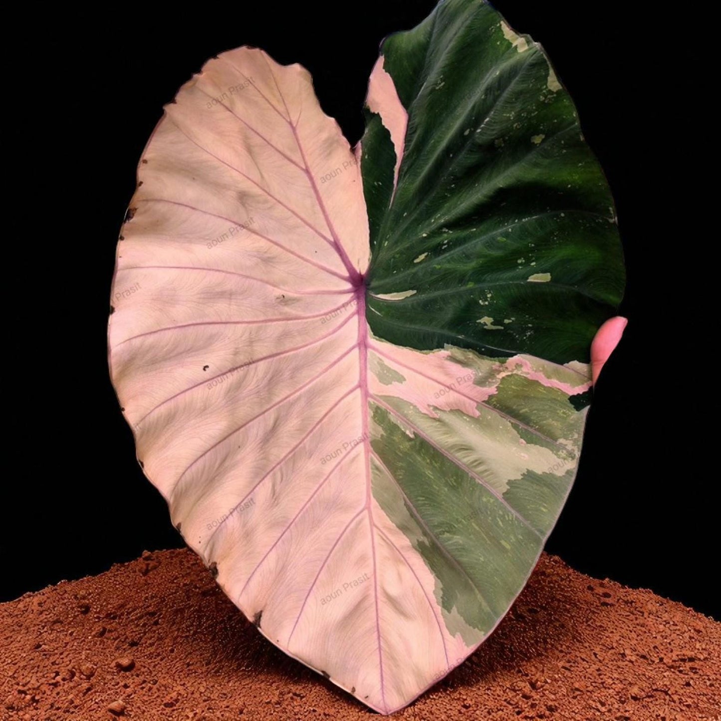 Colocasia pink sapphire