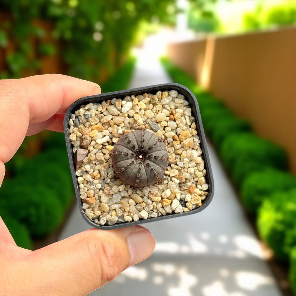 Frailea cactus