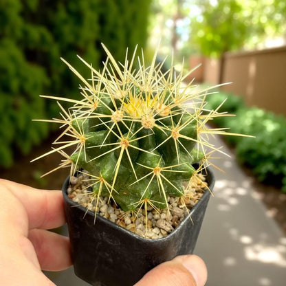 Golden Barrel Cactus Plants