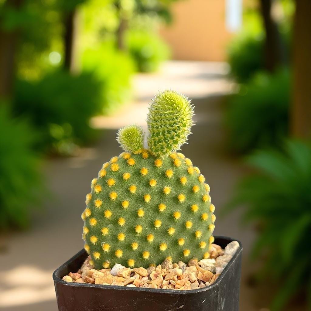 Golden Bunny Ear Cactus