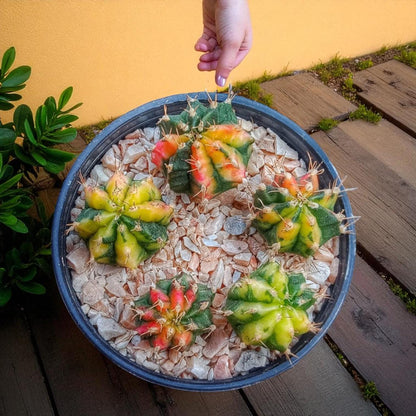 Gymnocalycium Multicolor 