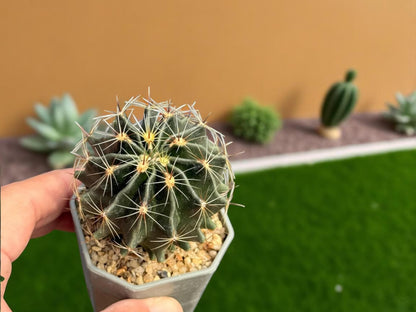 Hamatocactus