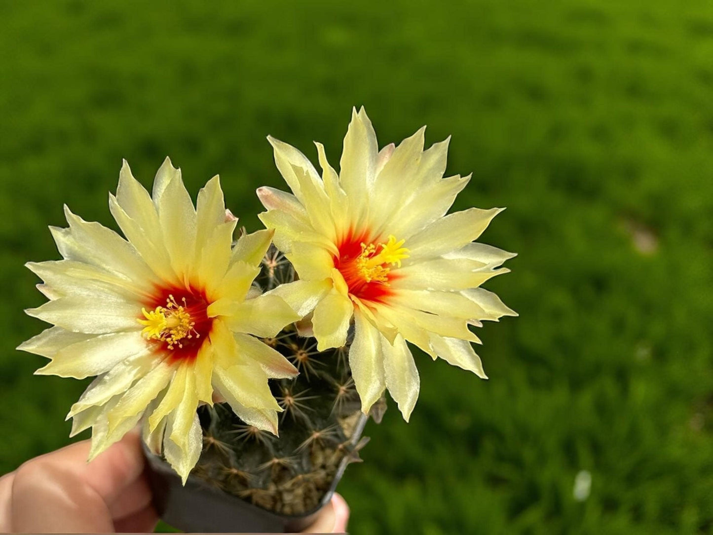 Hamatocactus Setispinus