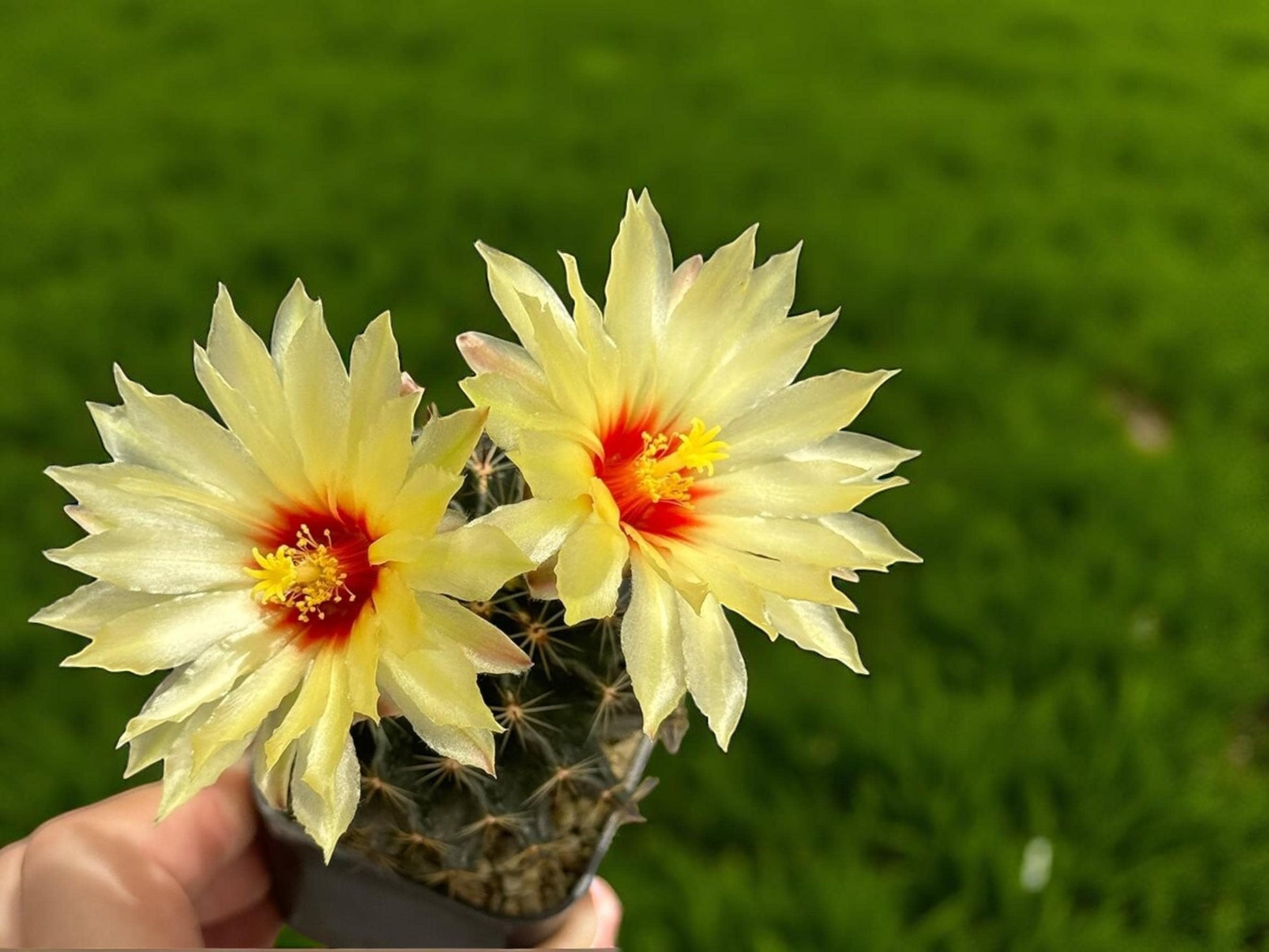 Hamatocactus Setispinus