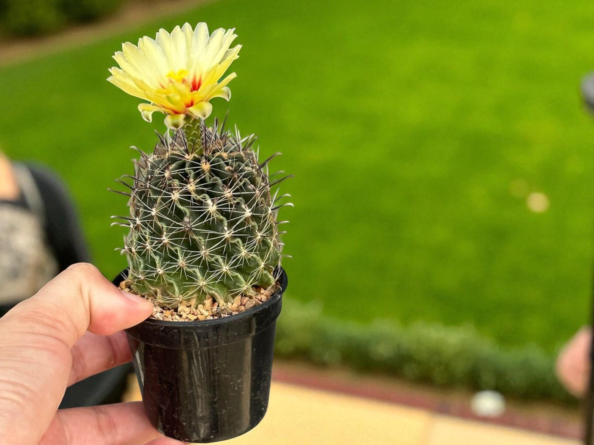 Hamatocactus Setispinus Cactus