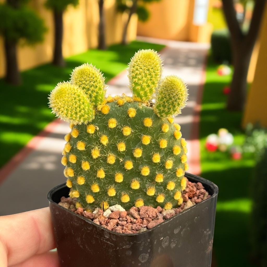 Indoor Cactus Plant
