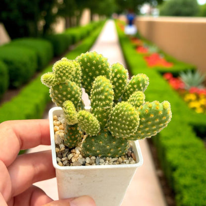  Indoor Plant