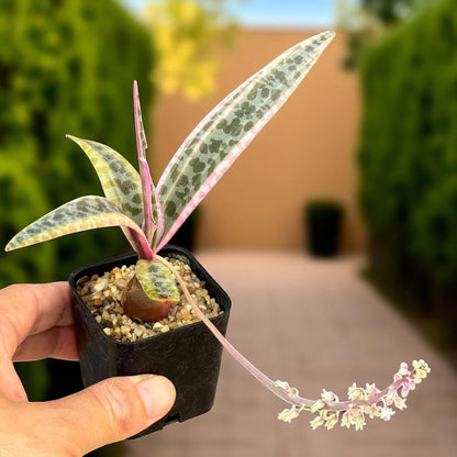 Ledebouria socialis