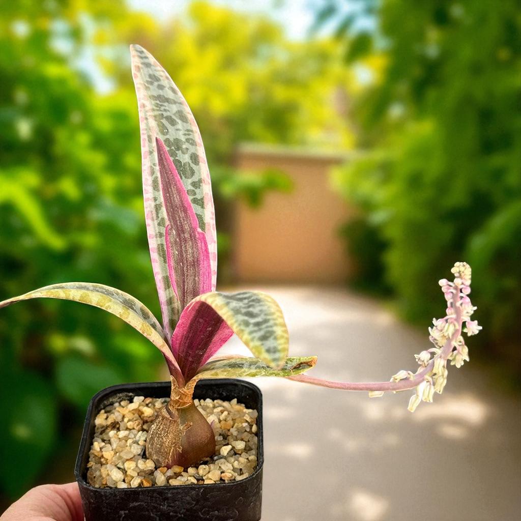 Ledebouria socialis Variegata