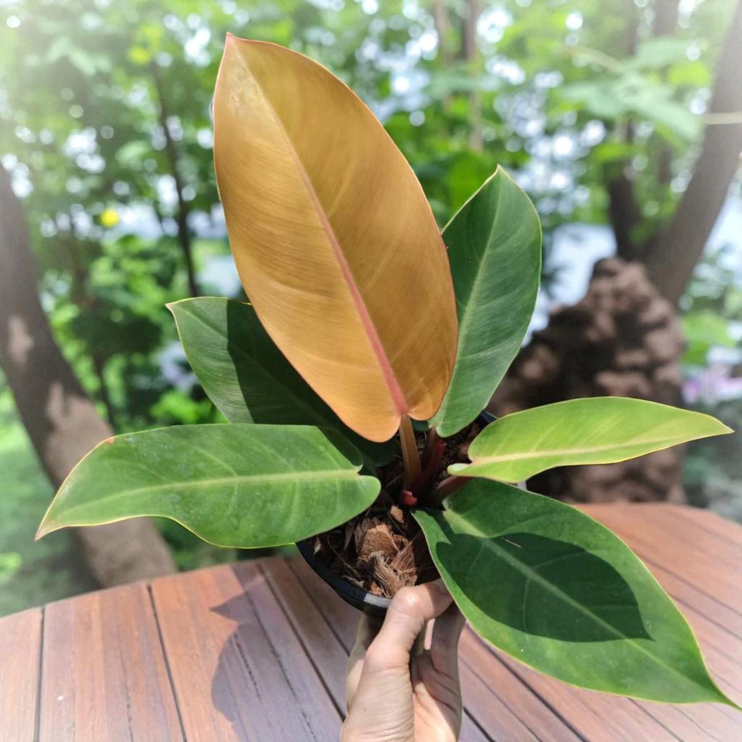 Lucky Plant