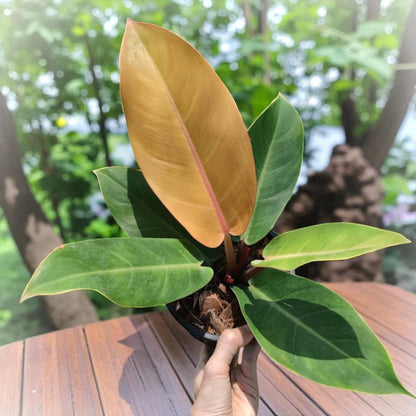 Lucky Plant