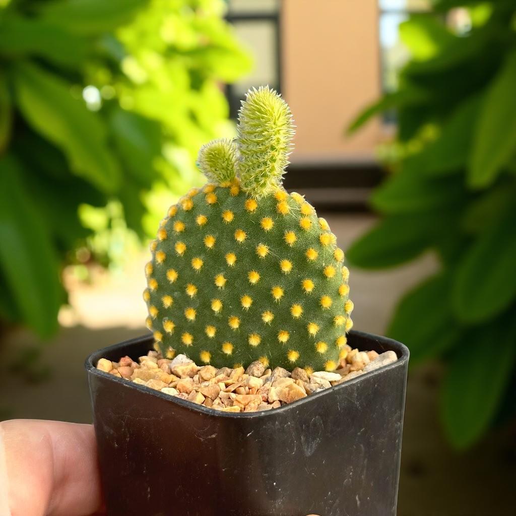 Opuntia microdasys