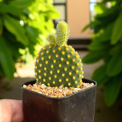 Opuntia microdasys
