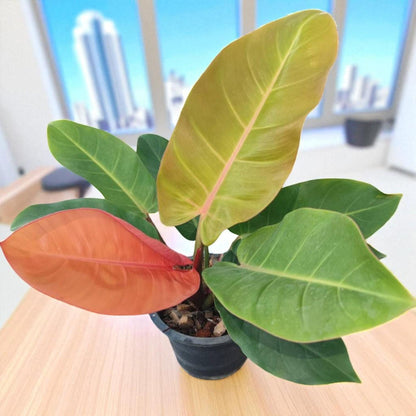 Philodendron Melinonii 