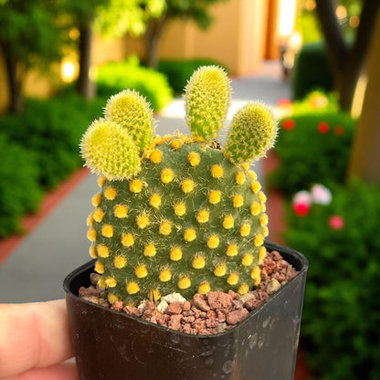 Yellow Bunny Ears