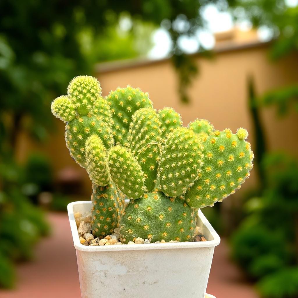 Yellow Bunny Ears Cactus Indoor Plant