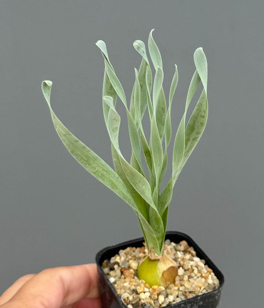 albuca concordiana
