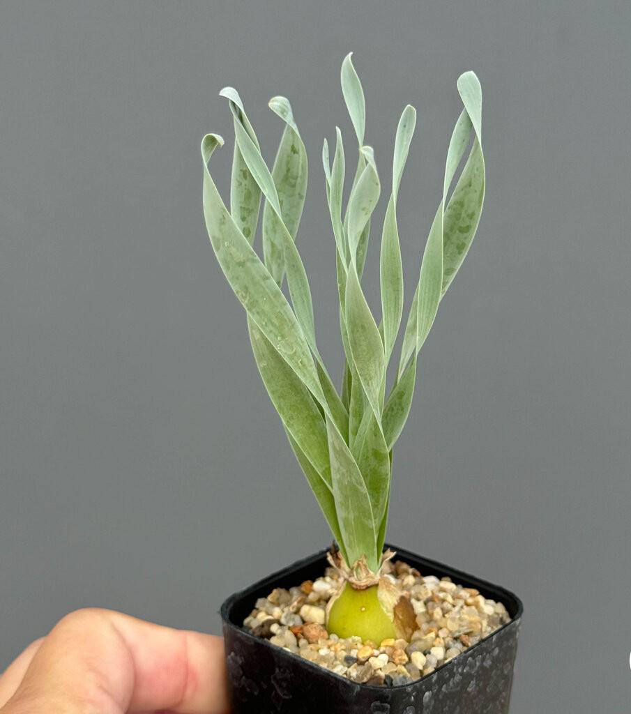 albuca concordiana bulb
