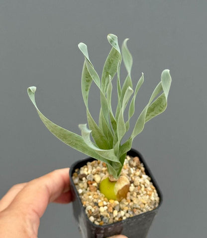 albuca concordiana flower
