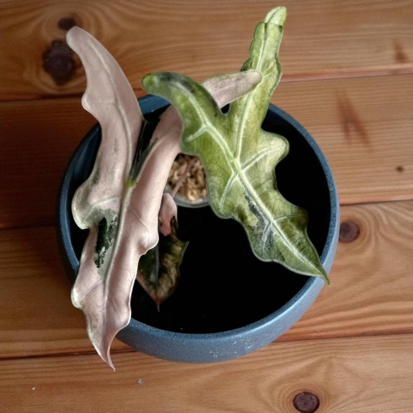 alocasia pink nobilis