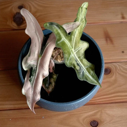 alocasia pink nobilis