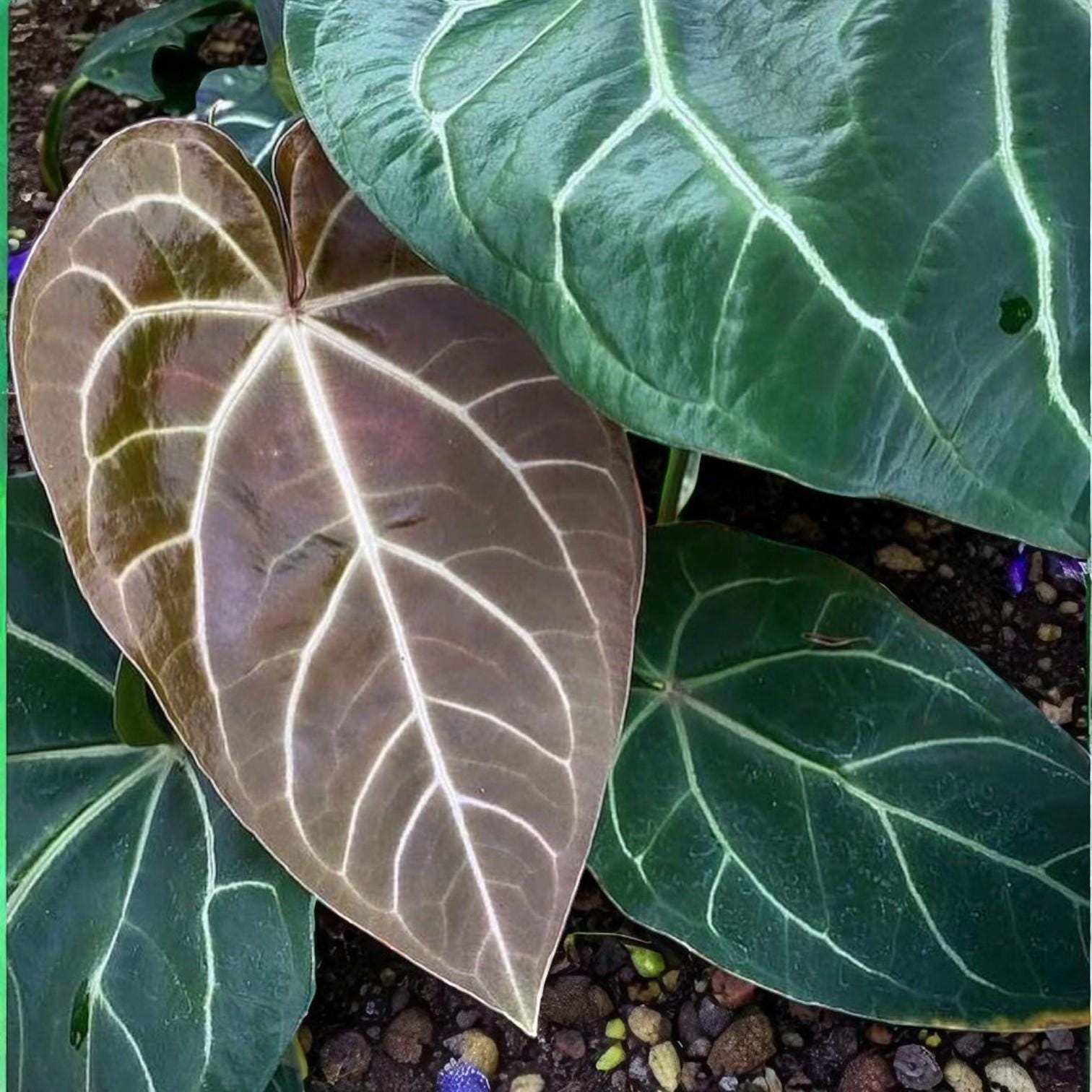 anthurium crystallinum care