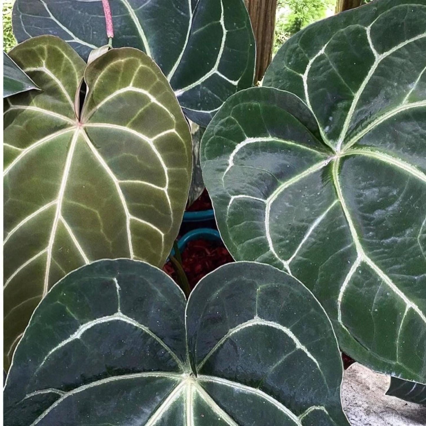 anthurium magnificum x crystallinum